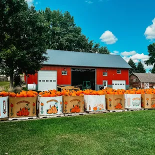 Wholesale Pumpkin order