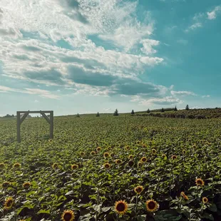 Sunflower Field