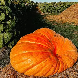 Gigantic pumpkin