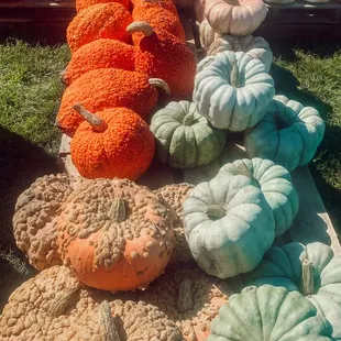 Specialty pumpkins