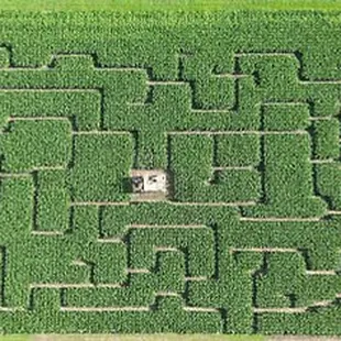 2022 Corn Maze