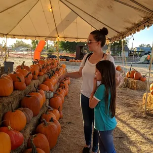 Tons of great pumpkin sizes to choose from. Very clean environment and friendly staff