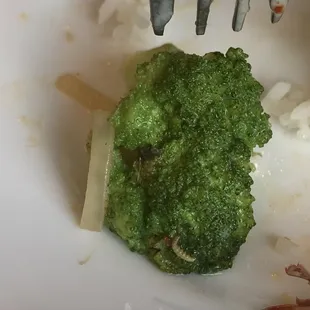 Bug on broccoli