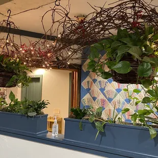 plants in blue planters