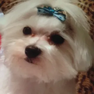 Bailey B.