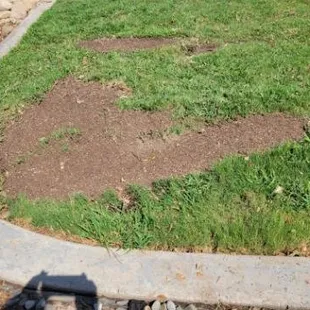 They tore up the grass with the tractor.  This was the fix.