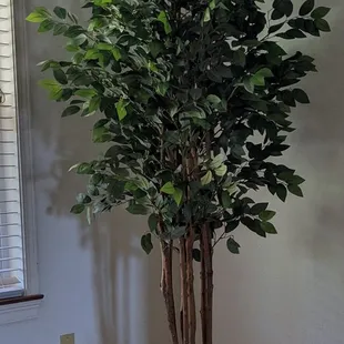 The planter I bought for my nearly natural Sakaki Silk Tree.