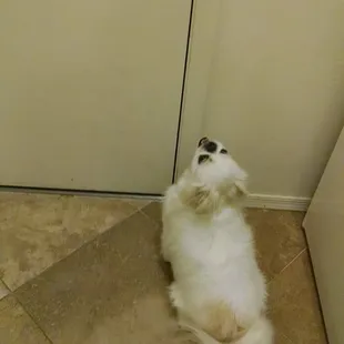 Sully can't wait to leave the house, trying to break down the door because he knows he's going to creature comforts.