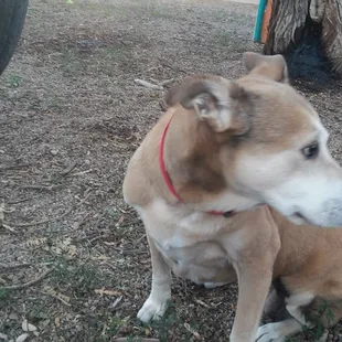 Goldie loves to sit by the tire swing in the backyard!