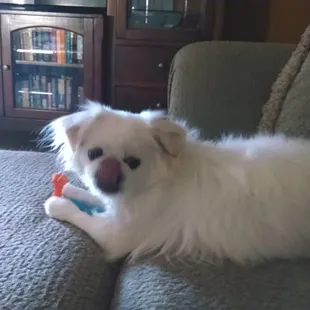 He doesn't know yet but when he figures out he's going he will go crazy!