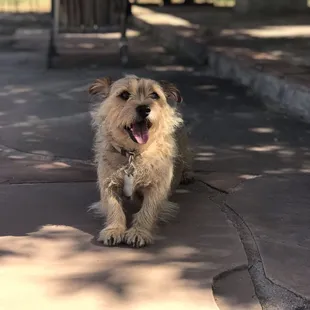 Brownie&apos;s mom was in the hospital while he got lots of loves from his pet sitter
