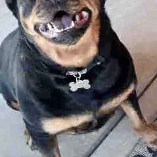 We love Rotties!