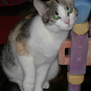 Cleo loves visits from the pet sitter