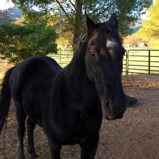 Bear loves to run like the wind when he is let out of his stall in the morning