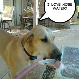 Turok loves drinking from the hose while the pet sitter fills the fountain