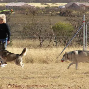 Playing ball with Tahoe and Bubba. Exercise is always part of our visits for active dogs!