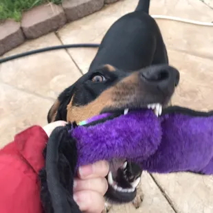 Bella versus the purple dragon