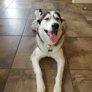 Luna cooling off after a vigorous morning walk