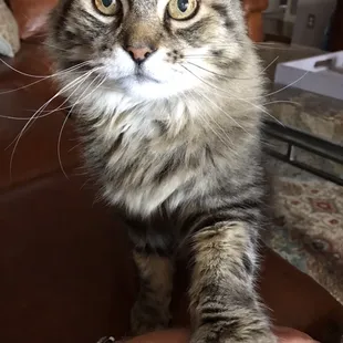 Colonel lets us know when he wants attention and he didn&apos;t want to wait for the visit report to be finished!