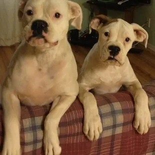BooBoo and Jameson are happy at home