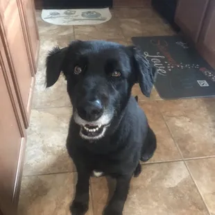 Bella wants her treat after her morning potty walk