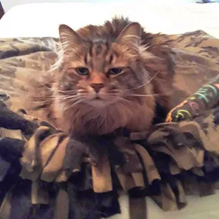 Human, why are you disturbing my nap?