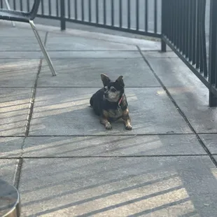 Dog friendly patio !
