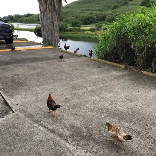 Chickens like it here too!