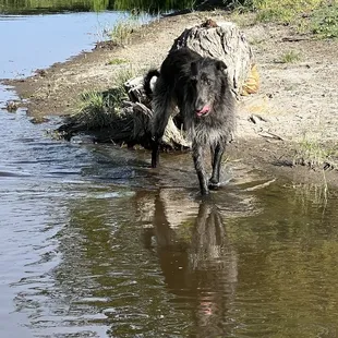 Junior in the creek.