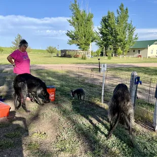 Our set-up and the dogs eat "al fresco" .