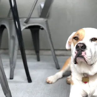 dogs are welcomed on the front patio