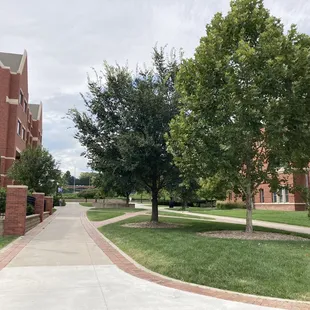Beautiful trees on campus