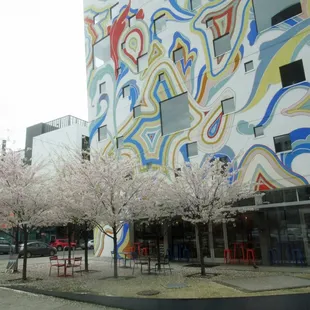 Cherry blossoms with your Crema?