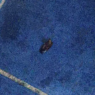 Cockroach