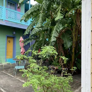 Banana tree courtyard