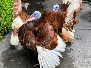 La Petite Houmas House Restaurant