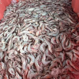 Gulf Shrimp