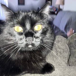 Lenny