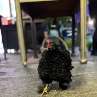 Ginger, the "bodega chicken."