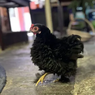 Ginger, the "bodega chicken."