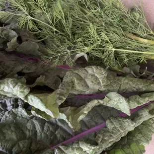 Fresh Kale and Dill bunches