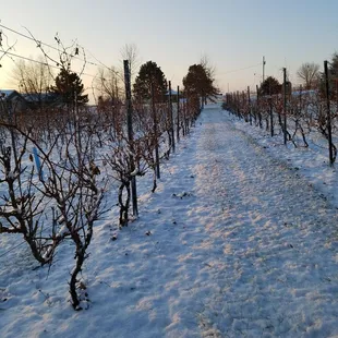 a snow covered vineyard