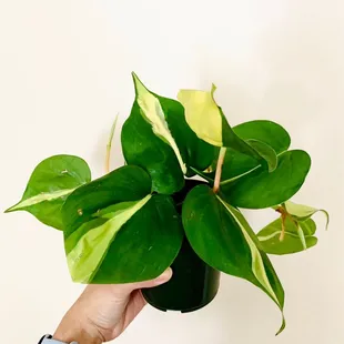 Took home this beauty
