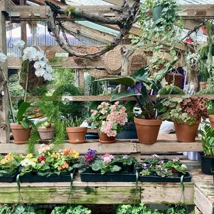 Greenhouse