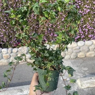 Heart plant (: