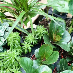 Gorgeous indoor plant selection