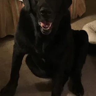 Maverick a welcome guest here!