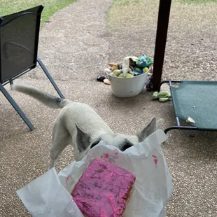 a dog sniffing a piece of cake