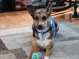 Wildcat Country Dog Retreat