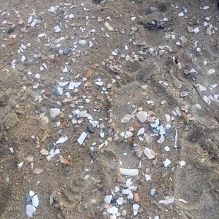 Lots of little shells, mostly rounded, in some areas (especially where the waves are repeatedly crashing)